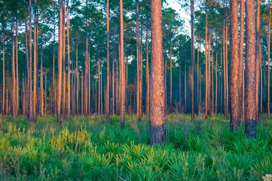 East Texas Pines